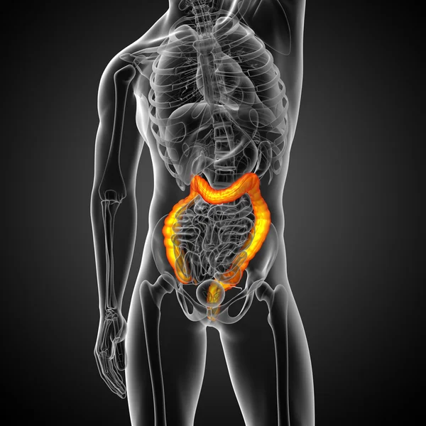 Sistema digestivo humano intestino grueso —  Fotos de Stock