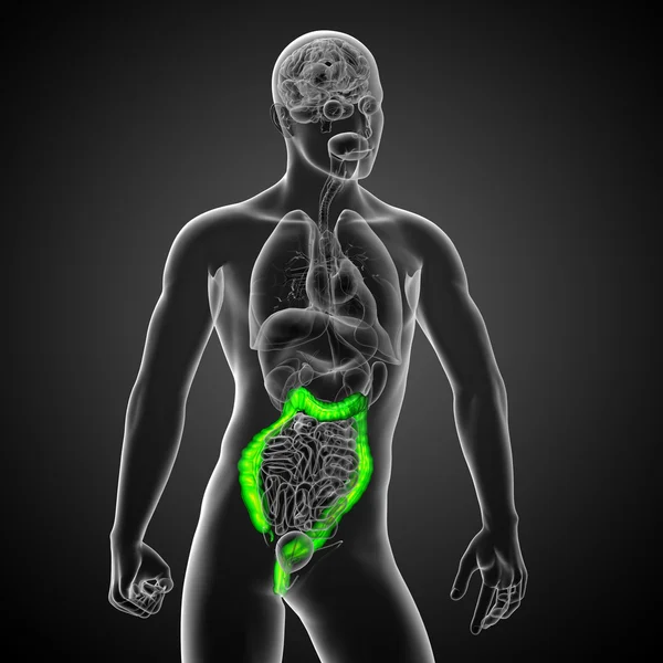 Sistema digestivo humano intestino grueso — Foto de Stock