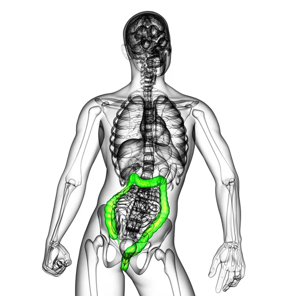 Human digestive system large intestine — Stock Photo, Image