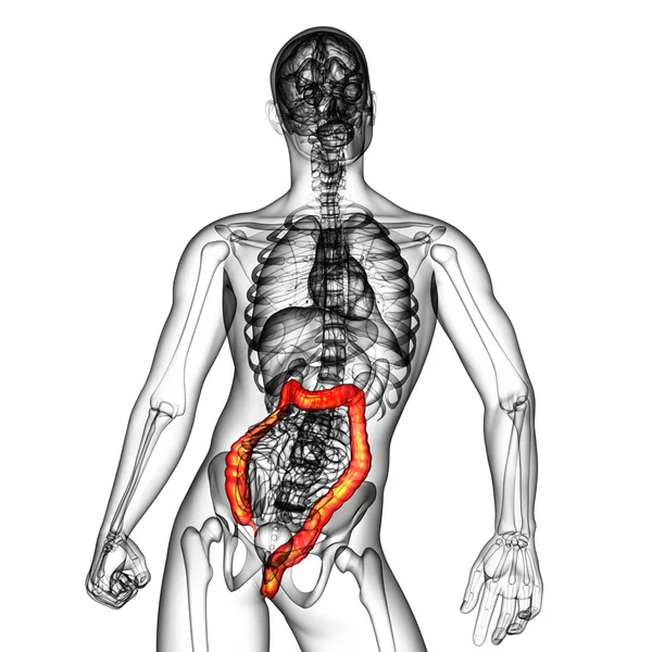 Sistema digestivo humano intestino grosso — Fotografia de Stock