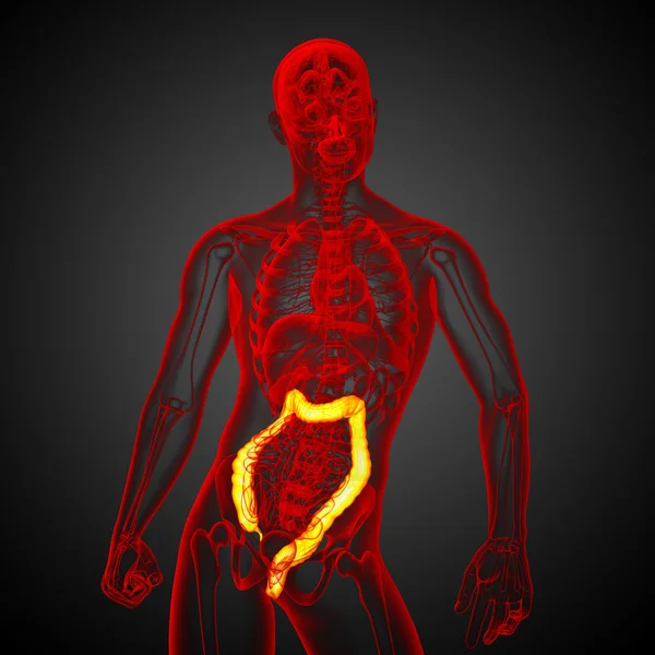 人間の消化器系の大きい腸 — ストック写真