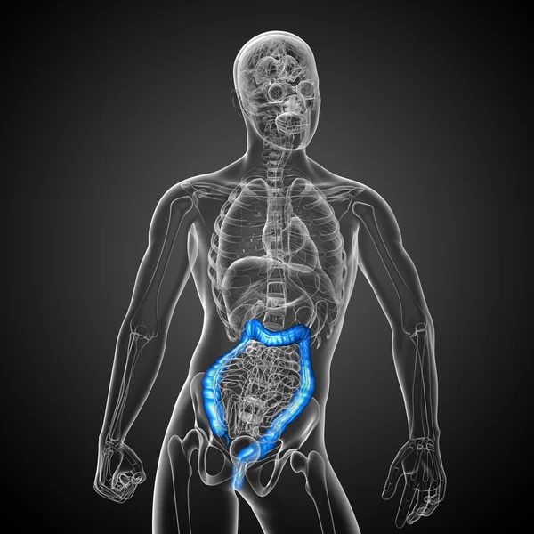 Толстая кишка пищеварительной системы человека — стоковое фото