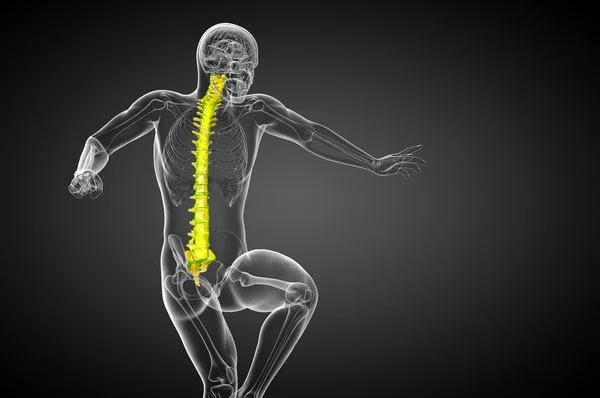 3d render medical illustration of the human spine — Stock Photo, Image