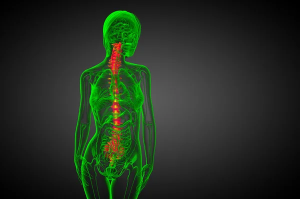 3d rendre illustration médicale de la colonne vertébrale humaine — Photo