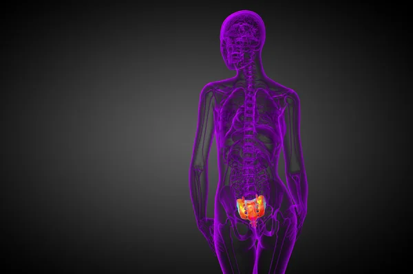 3d rendere illustrazione medica dell'osso sacro — Foto Stock