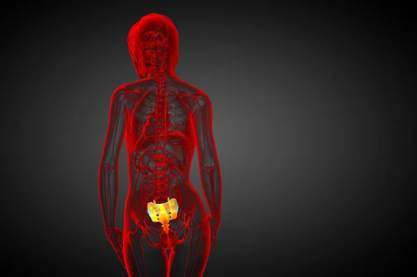 3d tornar ilustração médica do osso sacro — Fotografia de Stock