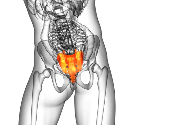 3D render ilustracja kości sacrum — Zdjęcie stockowe