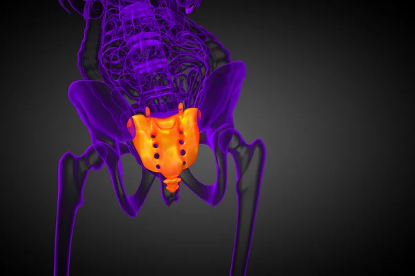 3d rendre illustration médicale de l'os du sacrum — Photo