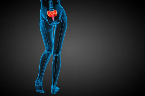 3d render medical illustration of the sacrum bone — Stock Photo, Image