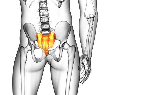 3D göra medicinsk illustration av korsbenet ben — Stockfoto