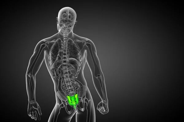 3D render ilustracja kości sacrum — Zdjęcie stockowe