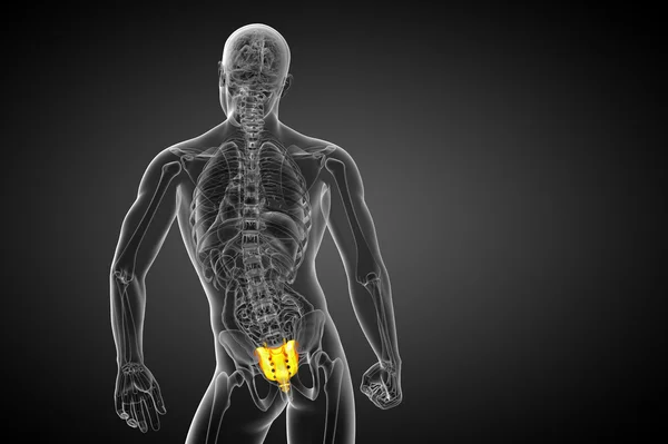 3d render medical illustration of the sacrum bone — Stock Photo, Image