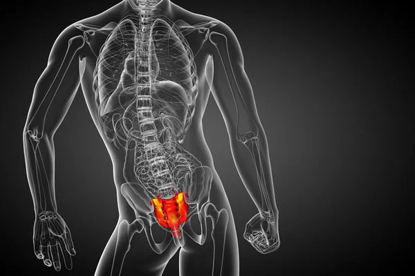 3d render medical illustration of the sacrum bone — Stock Photo, Image