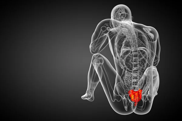 3d рендеринг медицинской иллюстрации крестцовой кости — стоковое фото