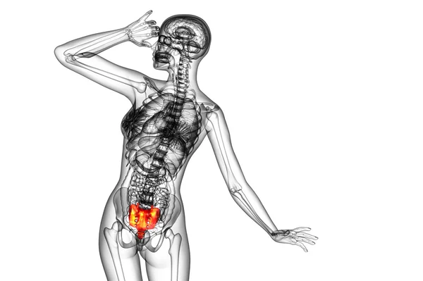 3D render ilustracja kości sacrum — Zdjęcie stockowe