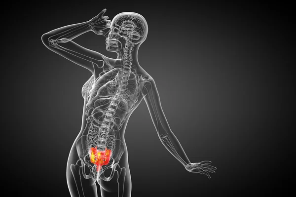 3d render medical illustration of the sacrum bone — Stock Photo, Image