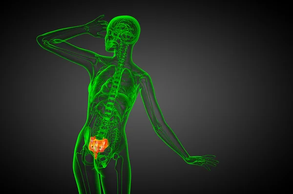 3D render Medikal illüstrasyon sakrum kemiği — Stok fotoğraf