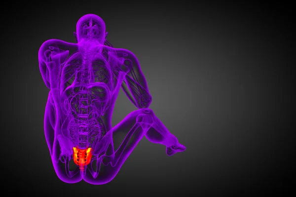 3d rendere illustrazione medica dell'osso sacro — Foto Stock