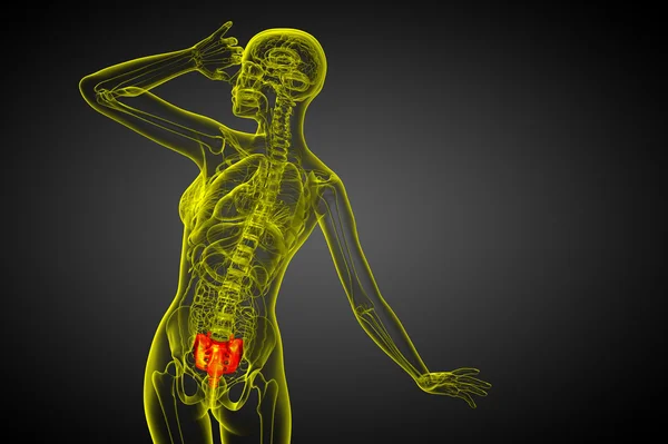 3d render medical illustration of the sacrum bone — Stock Photo, Image