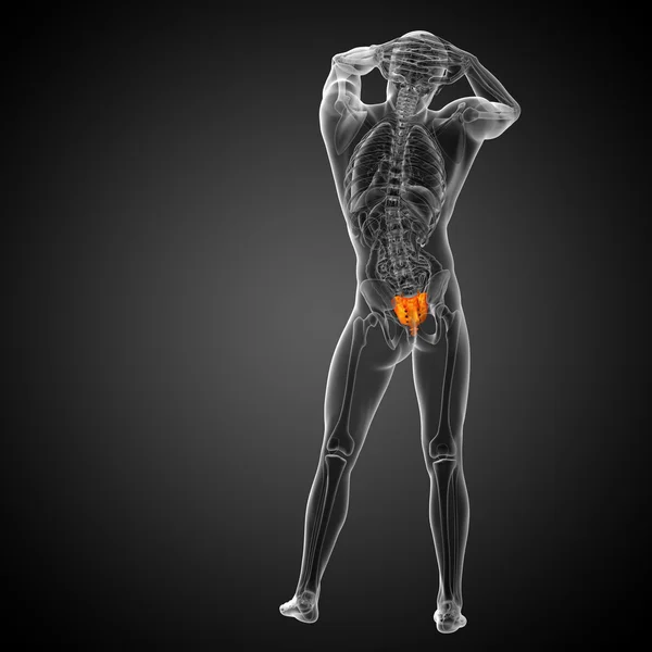 3d rendre illustration médicale de l'os du sacrum — Photo