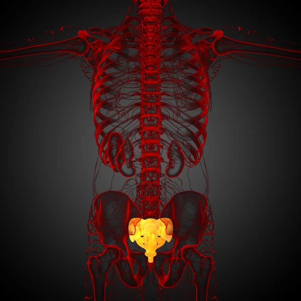 3d rendre illustration médicale de l'os du sacrum — Photo