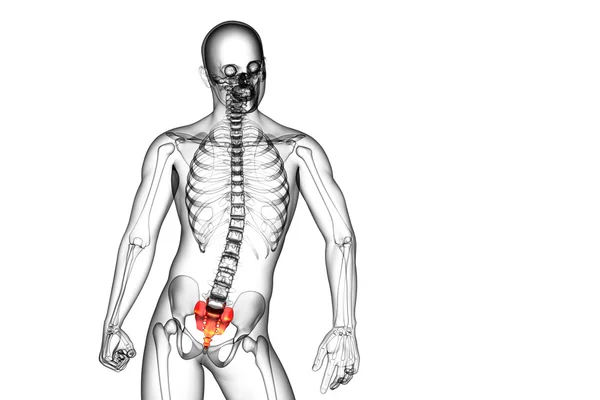 3d tornar ilustração médica do osso sacro — Fotografia de Stock