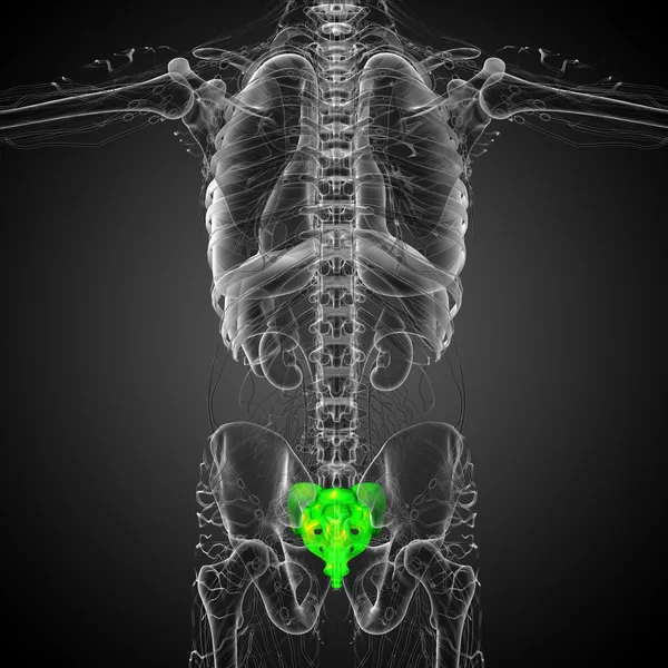 3d rendere illustrazione medica dell'osso sacro — Foto Stock