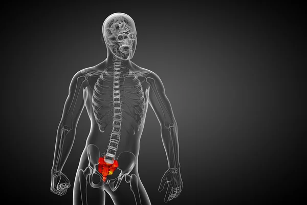 3d render medical illustration of the sacrum bone — Stock Photo, Image