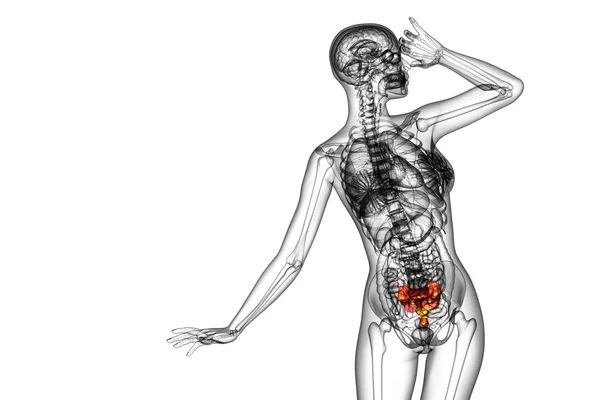 3d 渲染医学插图的骶骨骨 — 图库照片