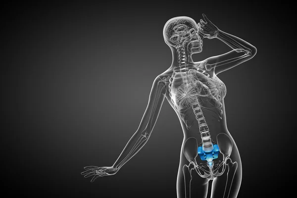 3D render ilustracja kości sacrum — Zdjęcie stockowe
