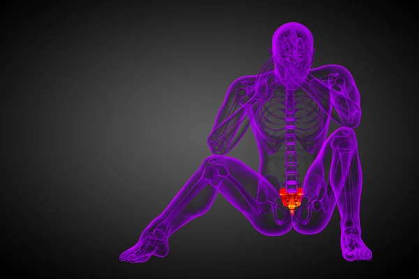 3d рендеринг медицинской иллюстрации крестцовой кости — стоковое фото