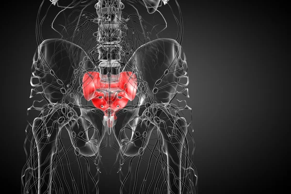 3d рендеринг медицинской иллюстрации крестцовой кости — стоковое фото