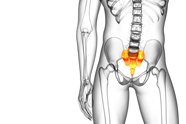 3D göra medicinsk illustration av korsbenet ben — Stockfoto