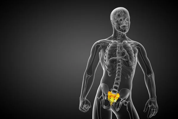 3D göra medicinsk illustration av korsbenet ben — Stockfoto