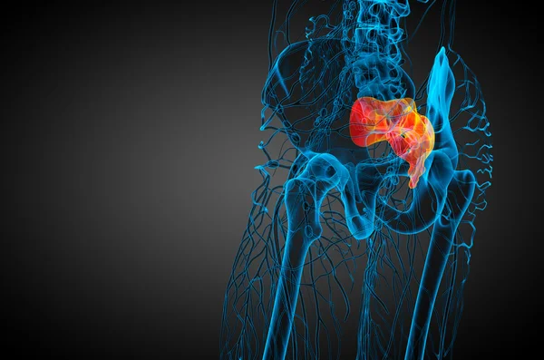 3d rendre illustration médicale de l'os du sacrum — Photo