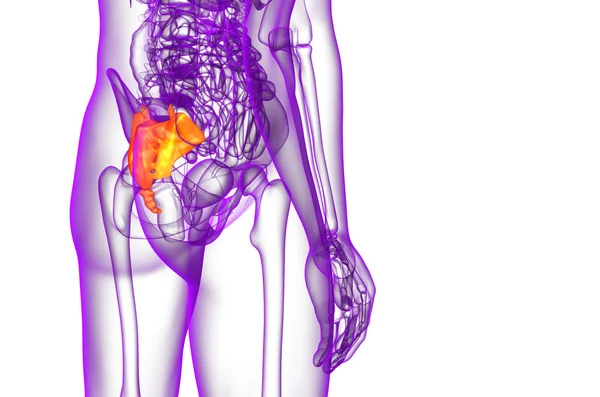 3d візуалізація медичної ілюстрації крижової кістки — стокове фото