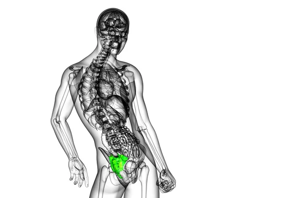 3D render medische illustratie van het heiligbeen bot — Stockfoto
