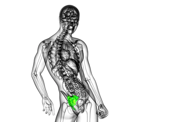 3d rendere illustrazione medica dell'osso sacro — Foto Stock