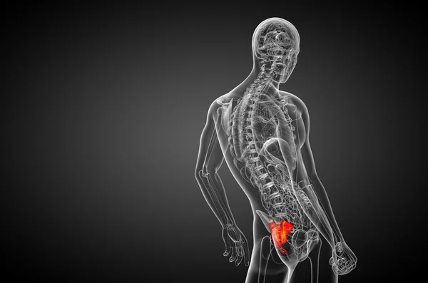 仙骨骨の 3 d レンダリングの医療イラスト — ストック写真