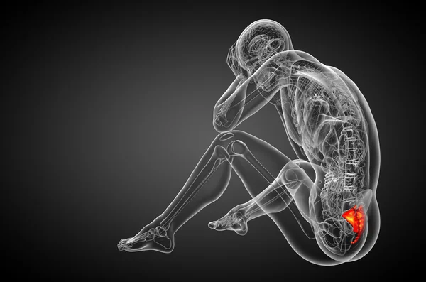 3D vykreslení lékařské ilustrace kosti křížové — Stock fotografie
