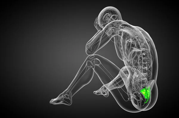 सैक्रम हड्डी का 3 डी रेंडर मेडिकल इलस्ट्रेशन — स्टॉक फ़ोटो, इमेज