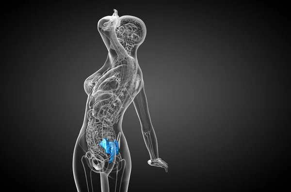 3d rendere illustrazione medica dell'osso sacro — Foto Stock