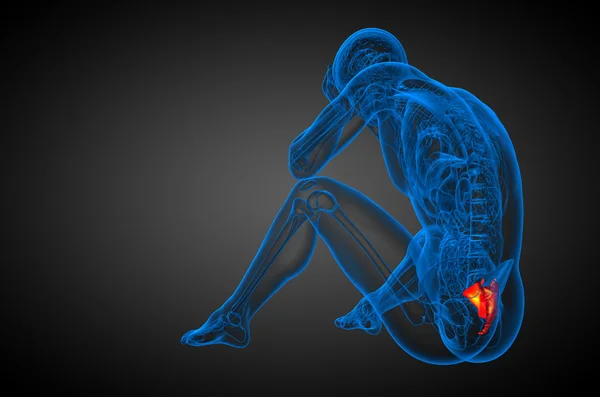 3D render ilustracja kości sacrum — Zdjęcie stockowe