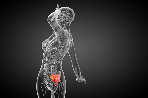 3d rendre illustration médicale de l'os du sacrum — Photo