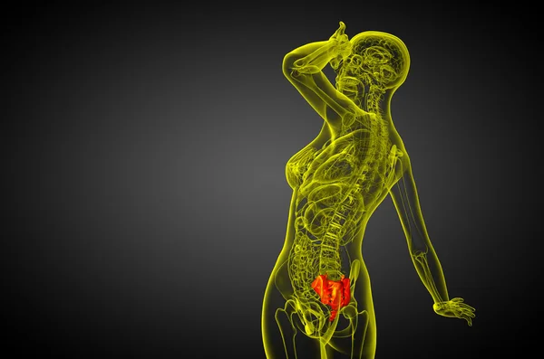 3D vykreslení lékařské ilustrace kosti křížové — Stock fotografie