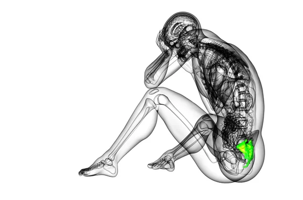 3d render medical illustration of the sacrum bone — Stock Photo, Image