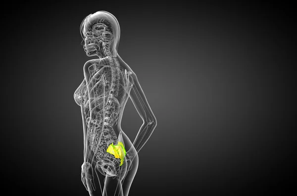 仙骨骨の 3 d レンダリングの医療イラスト — ストック写真