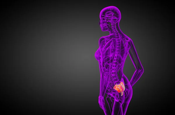 3d render medical illustration of the sacrum bone — Stock Photo, Image