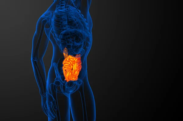 3d illustrazione resa dell'intestino tenue — Foto Stock