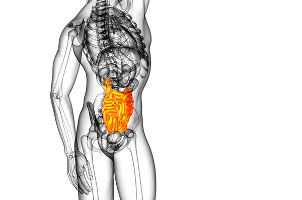 3d ilustración renderizada del intestino delgado — Foto de Stock